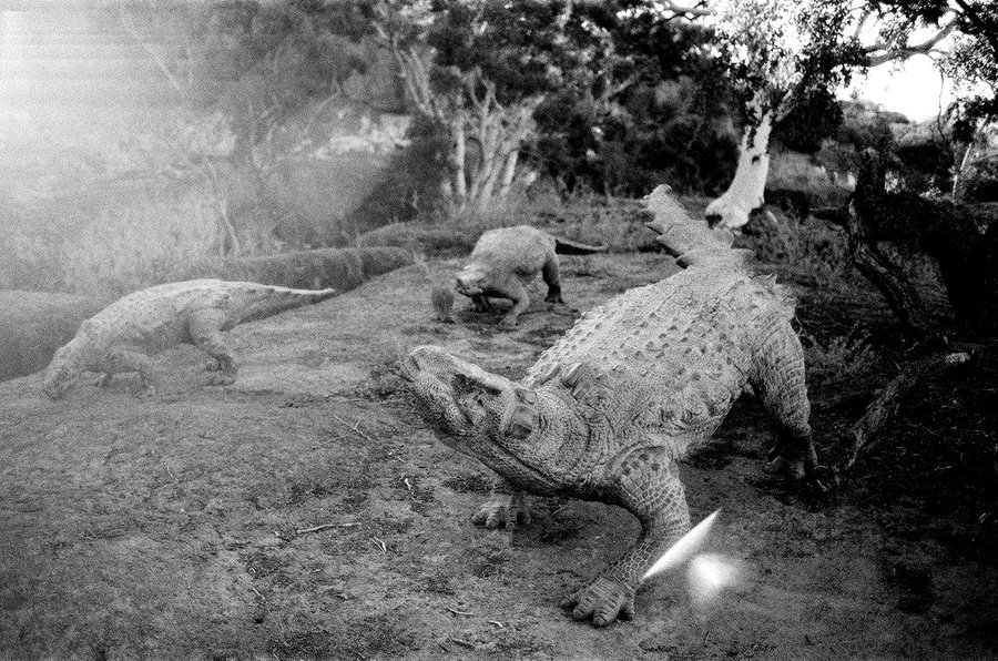Dinos Alive — photographie 2