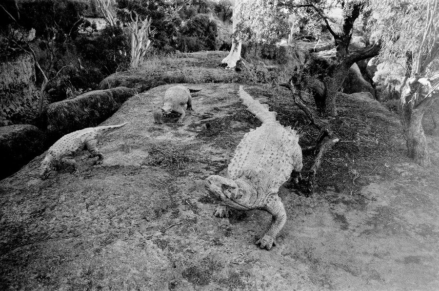 Dinos Alive — photographie 3