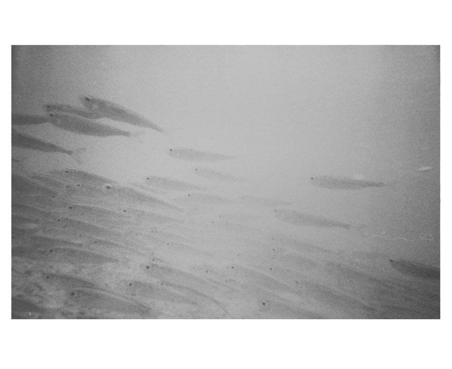 Euphotique — photographie 2