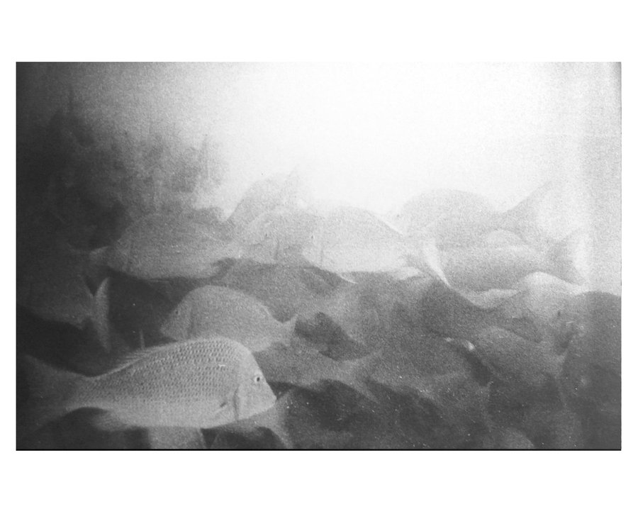 Euphotique — photographie 4