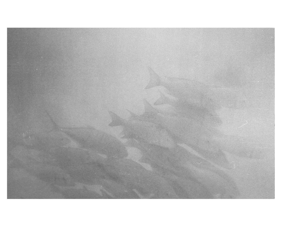 Euphotique — photographie 7