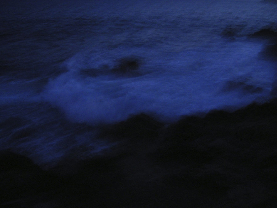 The Blue’s — photographie 3
